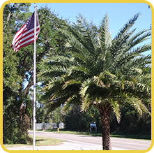 Flag Pole and Palm Tree