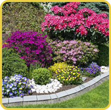 Colorful Flowers